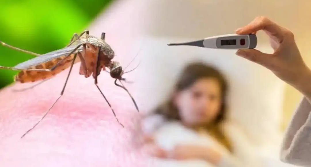 Climate change quadruples mosquito power; Dengue, chikungunya reason behind the increase in the study revealed!