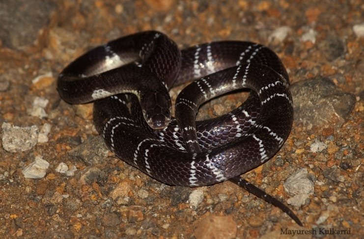 Four snakebites from the same family! Predeceased by three sisters; Father’s condition is critical!!