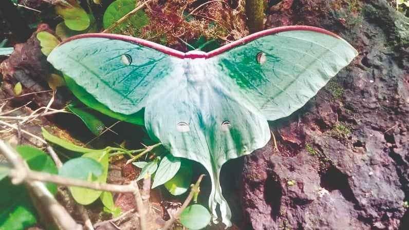 A rare butterfly was found at Khanwali Beni in Lanja taluk.