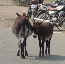 Increasing number of donkeys in Dapoli hampers traffic, angers citizens.