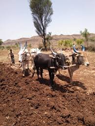 Lanja taluka is leading in use of bullocks for agriculture.