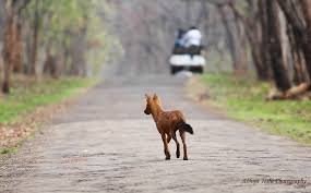 Wide range of wild dogs in Lanja taluk.