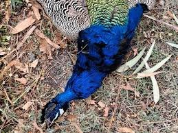 Fielding of forest department to trace the poachers who poached the peacock.