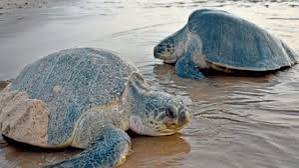 The first olive turtle nest of the season on the beach at Guhagar.